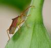Gonocerus acuteangulatus